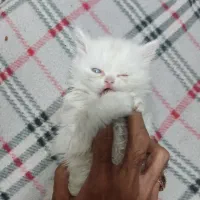 گربه پرشین بریتیش