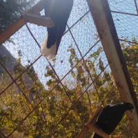 نرمایه ذاغدمسفید|پرنده|کرمان, |دیوار