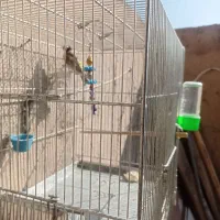 سهره|پرنده|تهران, ترمینال جنوب|دیوار