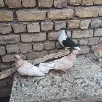 دم سفید ماده جوجه کله زرد