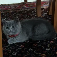 گربه بریتیش