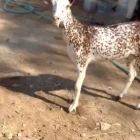 جنس اهو|حیوانات مزرعه|یزد, |دیوار