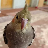 عروس هلندی گم شده
