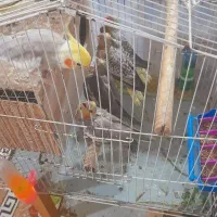 جوجه عروس هلندی