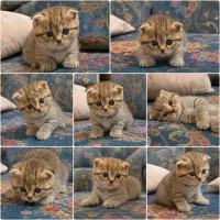 توله اسکاتیش