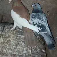 کبوتر|پرنده|سبزوار, صالح آباد|دیوار