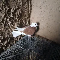 کبوتر|پرنده|بوئین زهرا, |دیوار