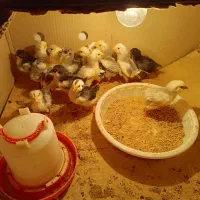 فروش جوجه و تخممرغ گلین طوسی|حیوانات مزرعه|قم, چهل درخت|دیوار