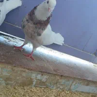 ۱۲عددکبوترطوقی|پرنده|کرمانشاه, |دیوار