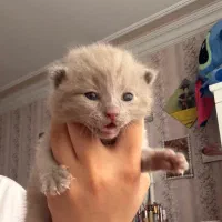 گربه