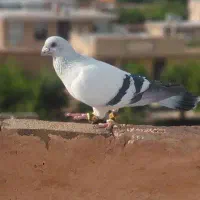 کبوتر