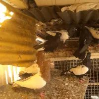 کبوتر رنگی|پرنده|تهران, دستغیب|دیوار