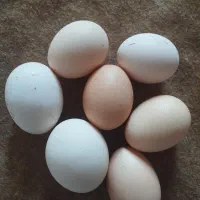تخم مرغ محلی تولید روز