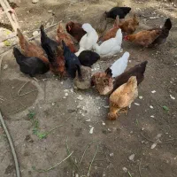 مرغ تخم گذار ومرغ باجوجه