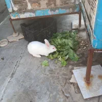 خرگوش سفید چشم تیله ای