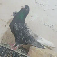 کفتر دم سفید روی تخم|پرنده|بردسکن, |دیوار