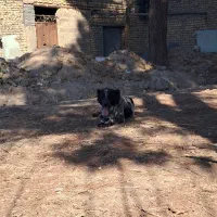 سگ‌قدرجونی