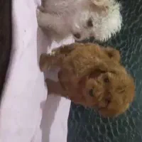 پودل توی رنگ رد ماده