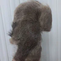 کلاه روسی پوست طبیعی (کلکسیونی)|لباس|قروه, |دیوار