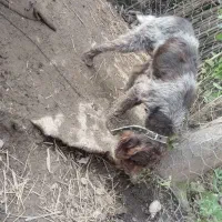 واگذاری سگ شکاری موسیمی|سگ|لاهیجان, امیرشهید|دیوار