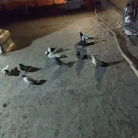 نر گوره ما طوقی دوتا سر ته سیا بقیشونم تهرانی|پرنده|بروجرد, |دیوار