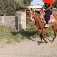 مادیان ترکمن