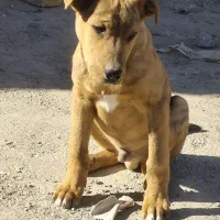 سگ پیتبول نژاد خوب ۲ماه هست با تغذیه سالم|سگ|نیشابور, گنبد سبز|دیوار