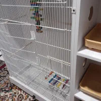 قفس عروس|حیوانات مزرعه|آشتیان, |دیوار