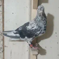 هفت رنگ دم سفید ماده یک بال سیاه
