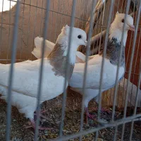 اندکا سیتی|پرنده|اندیکا, |دیوار