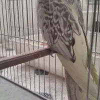 عروس هلندی نر