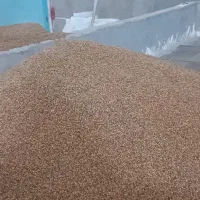 شلتوک درجه یک شیبان درشادگان