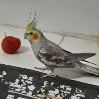 فروش پرنده عروس هلندی|پرنده|الوند, |دیوار