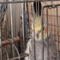 عروس هلندی نر