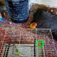 فروشه کوتوله برزیلی،