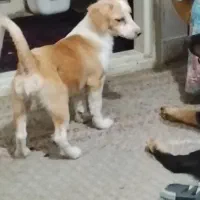 واگذاری رایگان ۴تا توله  اشپیتز پامرین   اپارتمانی