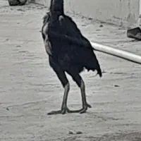 مرغ اوشامو