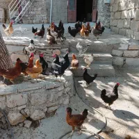 خروس وجوجه|حیوانات مزرعه|ماهیدشت, |دیوار