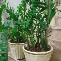 گل فروشی|گل و گیاه طبیعی|فلاورجان, |دیوار