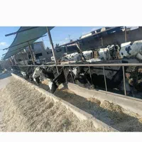 کره حیوانی کز دار|خوردنی و آشامیدنی|خرمآباد, |دیوار