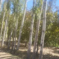 فروش زمین کشاورزی بهر جاده اصلی بین المللی|فروش زمین و ملک کلنگی|آبگرم, |دیوار