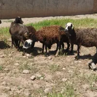 میش شالی با بره ۲۵کیلو
