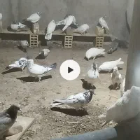 تعدادی کبوتر پرشی و مرغ محلی تخم گذار