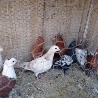 کفتر کبوتر رنگه