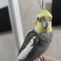 عروس هلندی نر با قفس و وسایل کامل .|پرنده|کرج, خرمدشت|دیوار