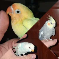 عروس هلندی،برزیلی،مرغ عشق معاوضه باگرینچیک یاراهب