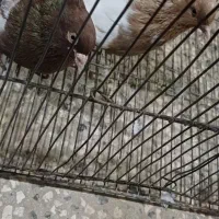 چن جفت کبوتر