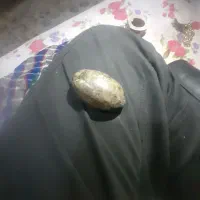 سنگ مرجان زیبا|کلکسیون اشیاء عتیقه|فولادشهر, B4|دیوار