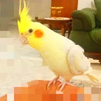 1600|پرنده|مشهد, پروین اعتصامی|دیوار