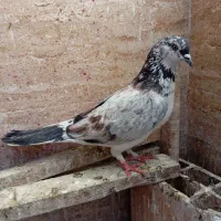 کفتر سوسکی